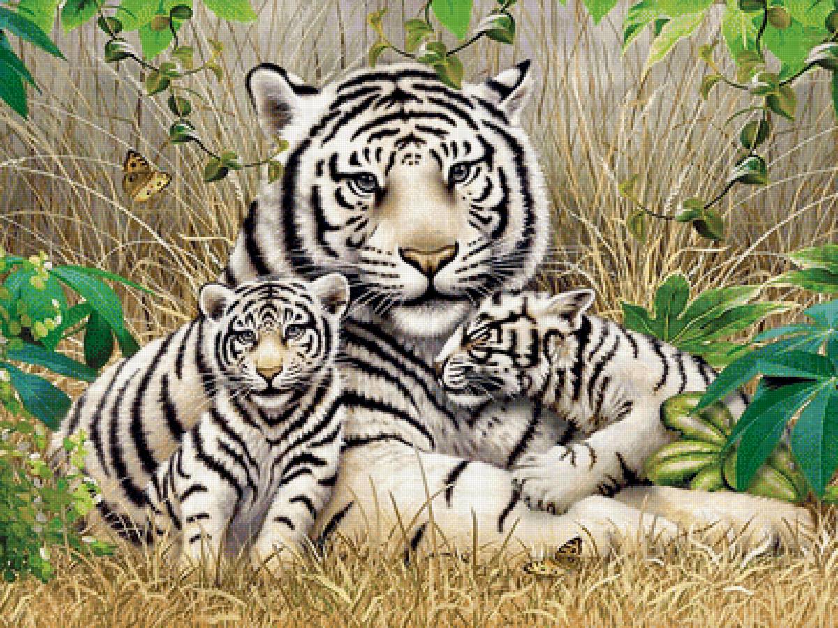 Тигрица с тигрятами - белый тигр - предпросмотр