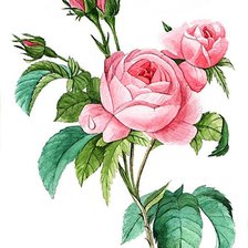 Оригинал схемы вышивки «роза нежная» (№1497679)