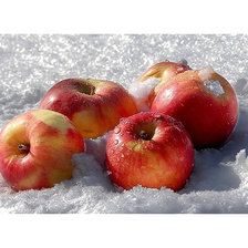 Оригинал схемы вышивки «Яблоки на снегу...» (№1498231)