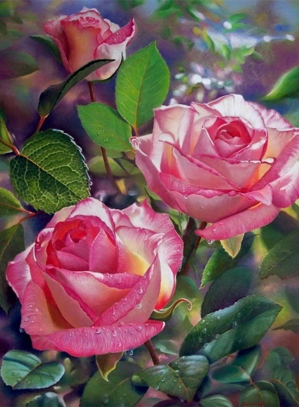 Розы - природа, розы, цветы - оригинал
