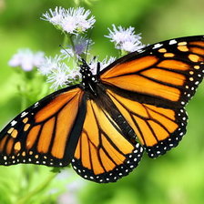 Схема вышивки «Бабочка Монарх»