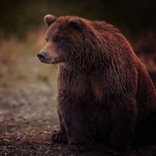 Схема вышивки «Бурый медведь»