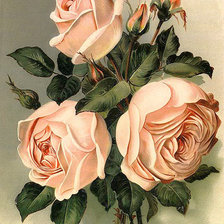 Оригинал схемы вышивки «розы» (№1515449)