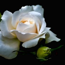 Оригинал схемы вышивки «белая роза на черном фоне» (№1544843)