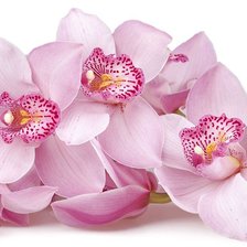Схема вышивки «Розовые орхидеи»