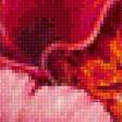 Предпросмотр схемы вышивки «розовое чудо» (№1562761)