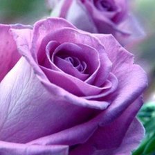 Схема вышивки «лиловые розы»
