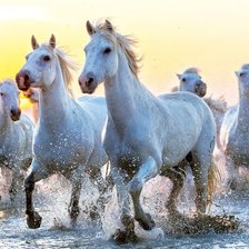 Схема вышивки «Белые лошади на рассвете»