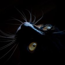 Оригинал схемы вышивки «Черный кот на черном» (№1573382)