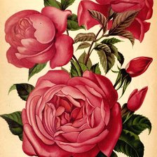 Схема вышивки «розы»