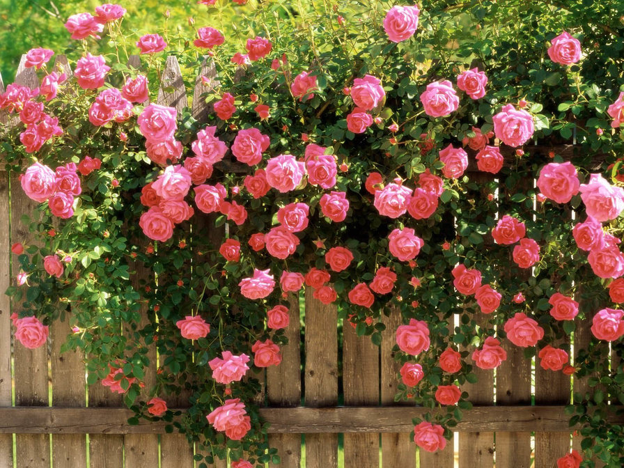 Розы на заборе - лето, цветут, забор, розы, цветы, природа, розовые - оригинал