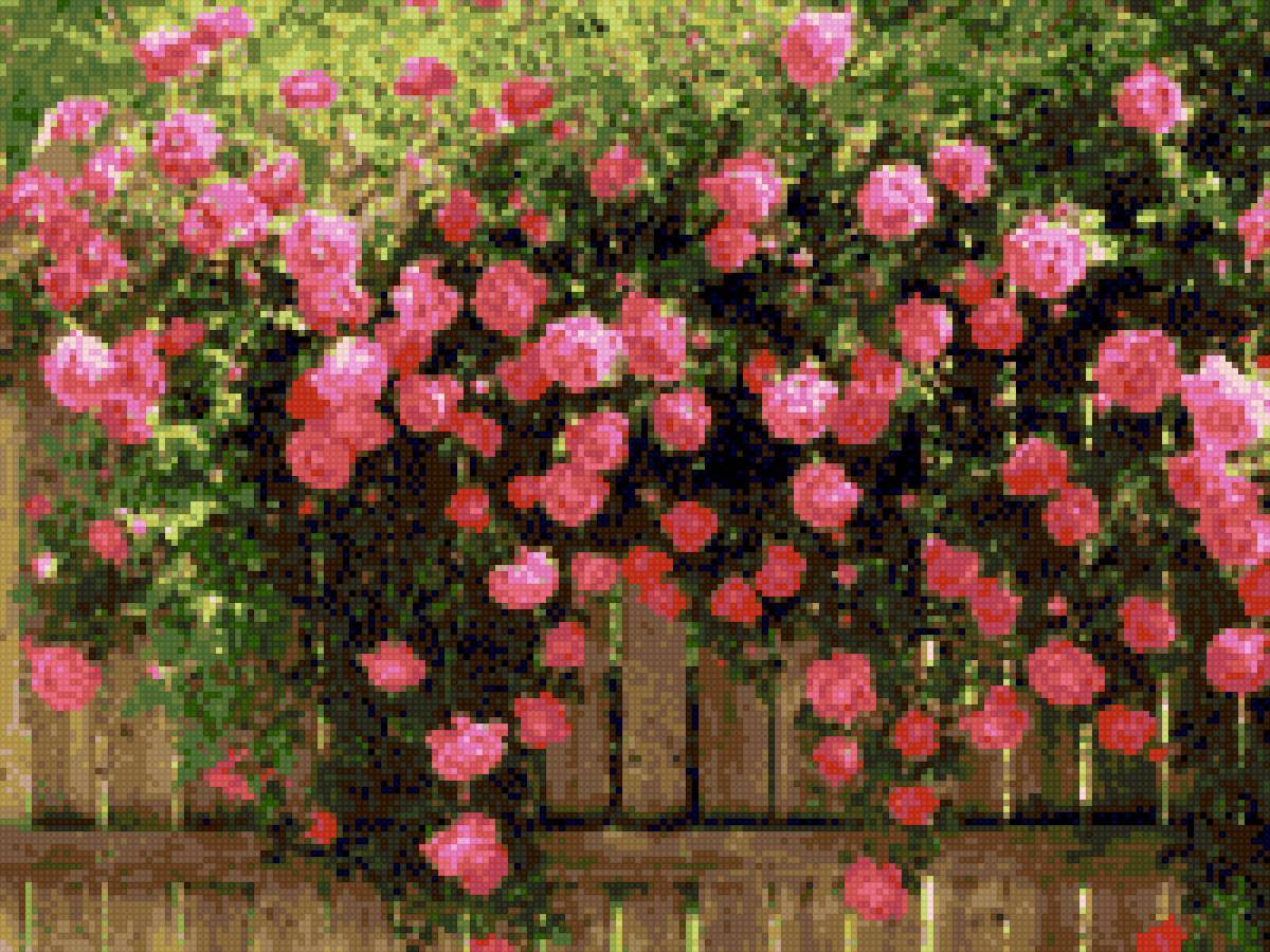 Розы на заборе - розовые, цветы, забор, розы, природа, лето, цветут - предпросмотр