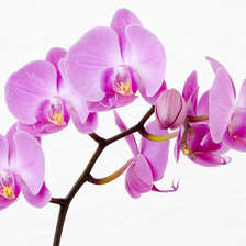 Схема вышивки «ветка орхидеи»