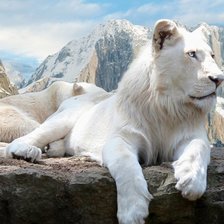 białe lwy