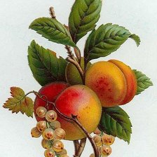 Оригинал схемы вышивки «фрукты» (№1589869)