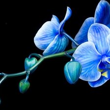 Схема вышивки «синяя орхидея»