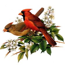 Оригинал схемы вышивки «Мир птиц» (№1594006)