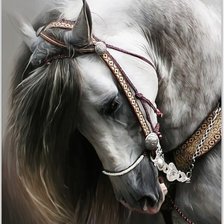 Схема вышивки «100% белый конь»