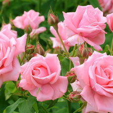 Оригинал схемы вышивки «Розовые розы» (№1594365)