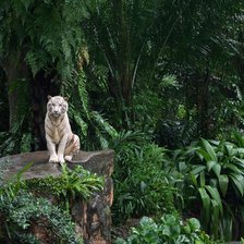 Схема вышивки «Белый тигр в джунглях»