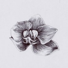 Схема вышивки «Орхидея монохром»