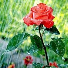 Схема вышивки «Роза и дождь»