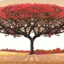 Оригинал схемы вышивки «Красное дерево любви» (№1625598)