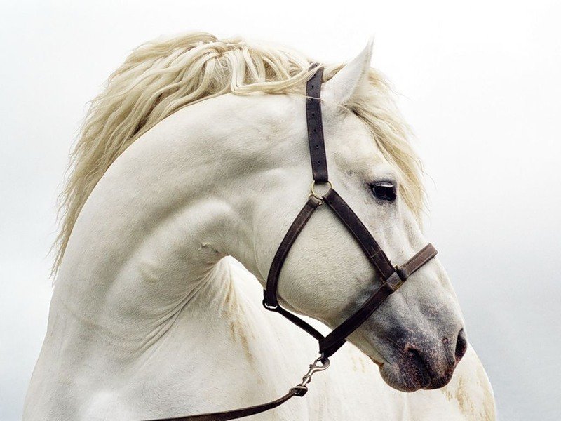 Мир животных - лошадь, животное, портрет - оригинал