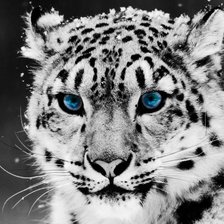Оригинал схемы вышивки «Белый леопард» (№1638501)