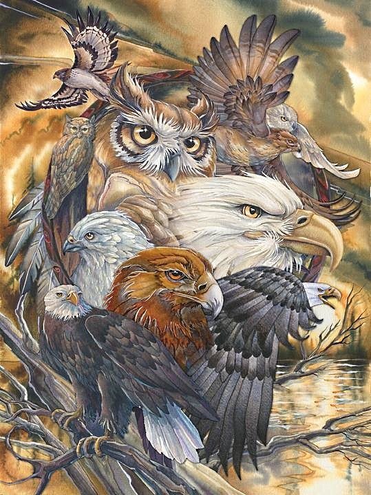 повелители неба(для shexobsova1812) - ястреб, филин, птицы, коршун, орел, сова, хищники - оригинал