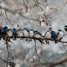 Птички зимой