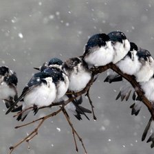 Схема вышивки «Птички зимой»