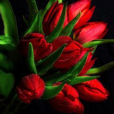 Оригинал схемы вышивки «Красные тюльпаны» (№1668855)