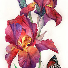 Оригинал схемы вышивки «Ирис и бабочка» (№1675990)