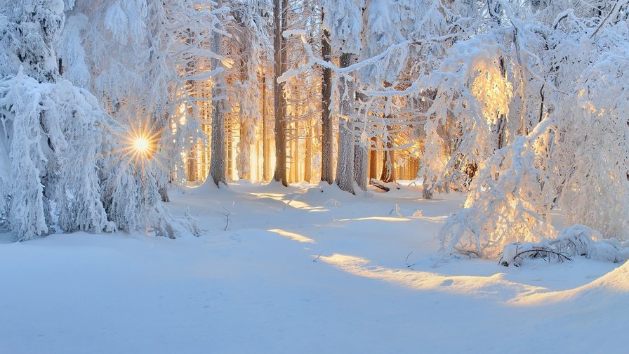 Солнце в зимнем лесу - лес, солнце, зима, зимний лес - оригинал