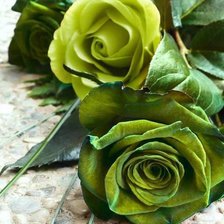 букет зеленых роз