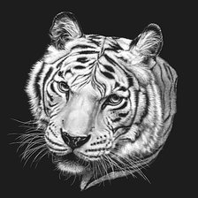 Оригинал схемы вышивки «белый тигр 3» (№1706498)