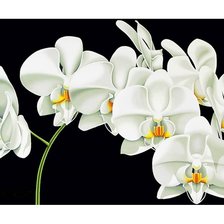 Оригинал схемы вышивки «Белые орхидеи» (№1710541)