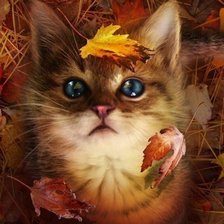 Котенок в листьях