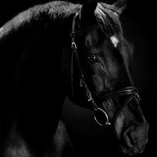 Схема вышивки «Черная лошадь 3»