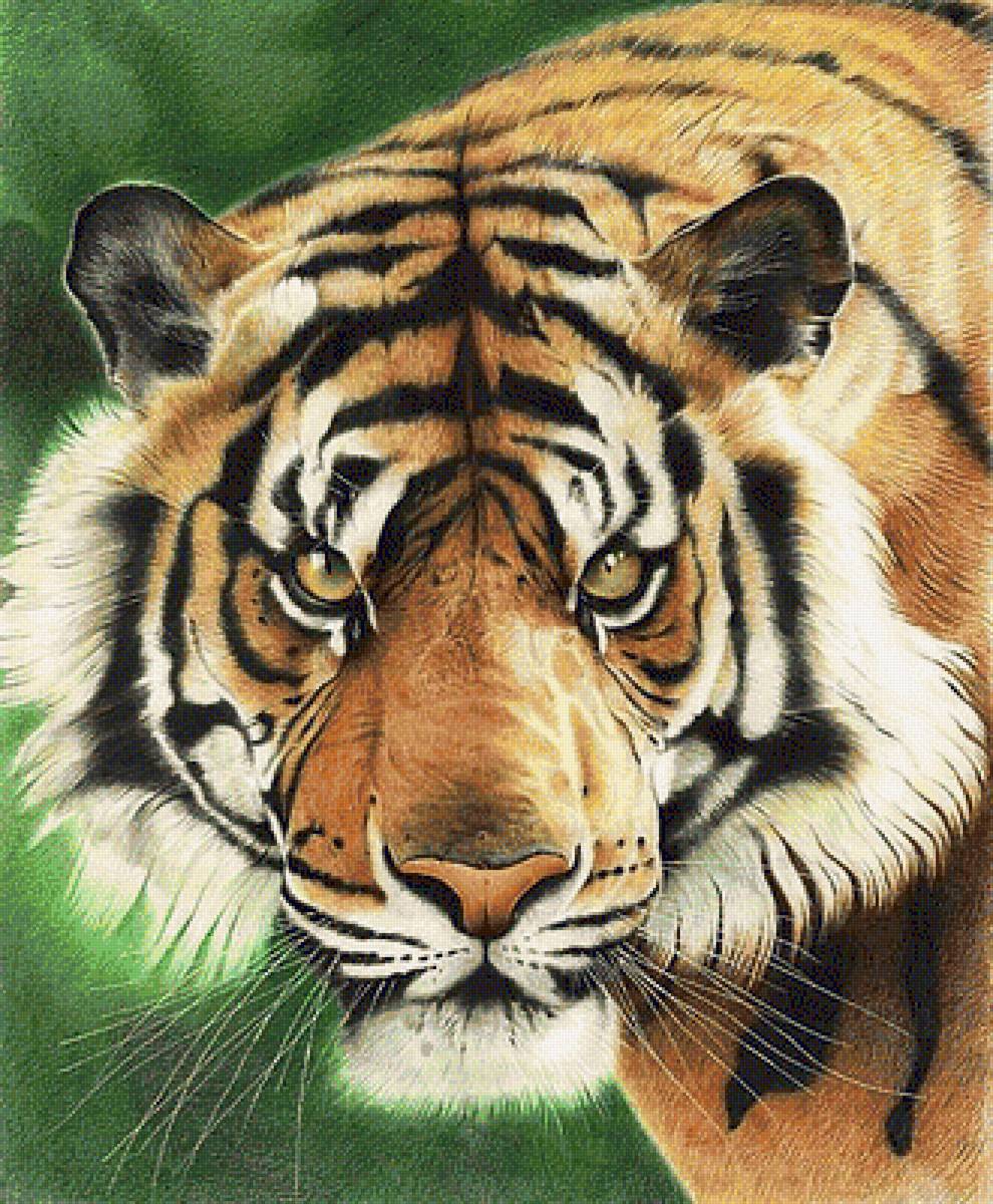 Тигр - тигр, портрет, животные, хищники - предпросмотр