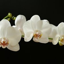 Схема вышивки «Орхидеи на черном»