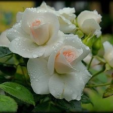 Схема вышивки «три белых розы»
