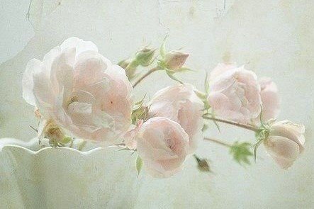 прелесть - розы, нежность - оригинал
