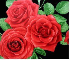 Оригинал схемы вышивки «Серия "Розы".» (№1723112)