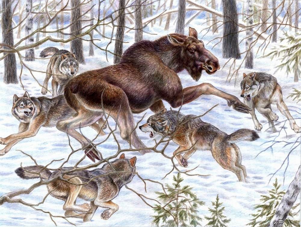 Охота - волки, лось, лес, зима - оригинал