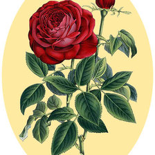 Оригинал схемы вышивки «Серия "Розы".» (№1728066)