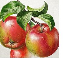 Оригинал схемы вышивки «яблоки» (№1731881)