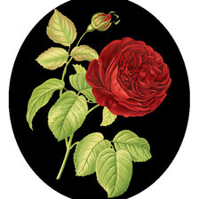 Оригинал схемы вышивки «Серия "Розы".» (№1734071)