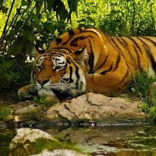 Схема вышивки «тигр у воды»